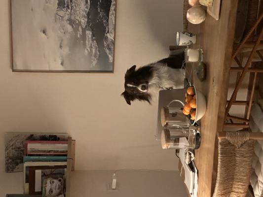 photo  Chien à table, objets quotidiens quiz