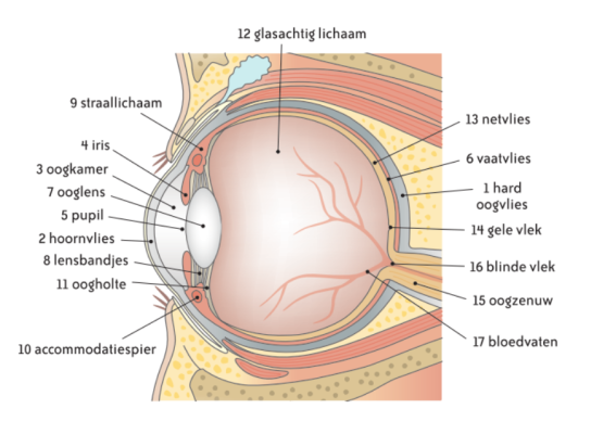 photo  Anatomie de l'œil humain quiz